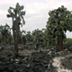 A forest of prickly pear cacti in the Galápagos.